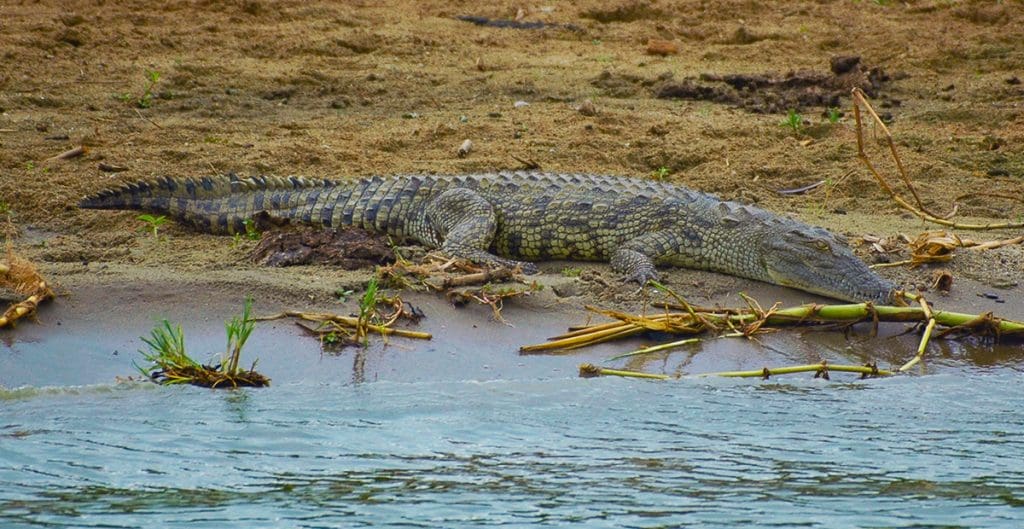 Unsere Reise durch den Queen-Elizabeth-Nationalpark