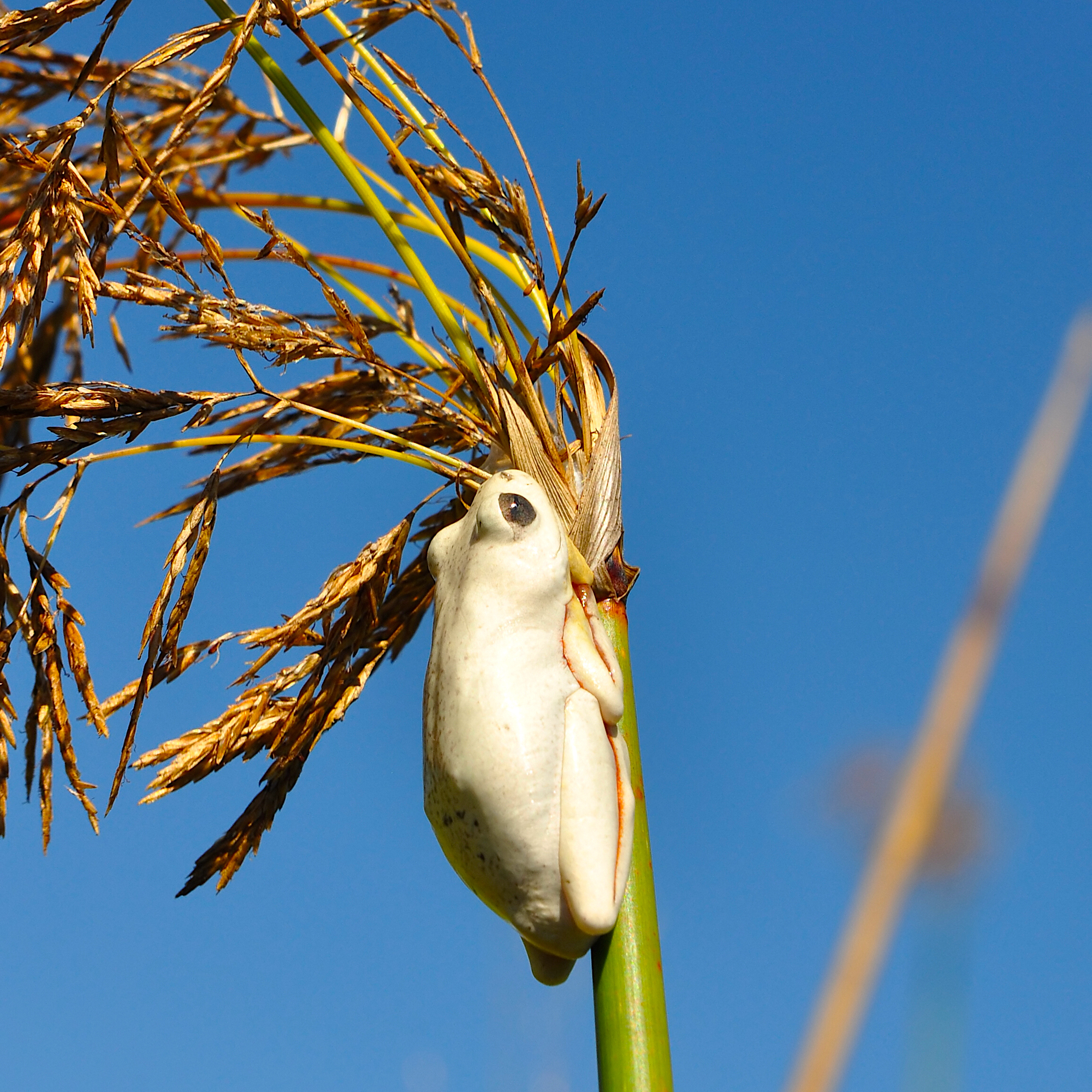 Painted Reed Frog (Hyperolius marmoratus)