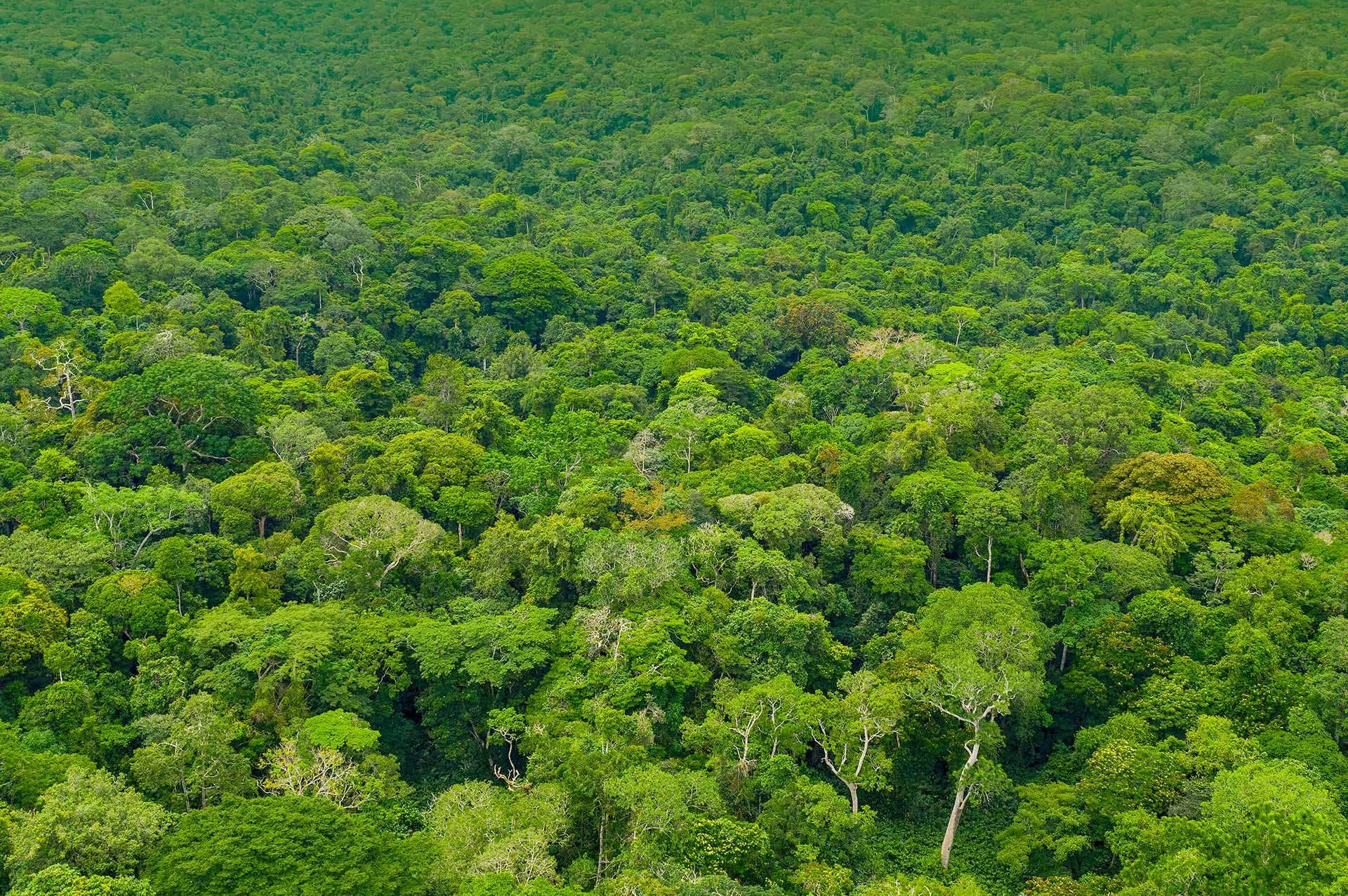 Der Kibale-Nationalpark