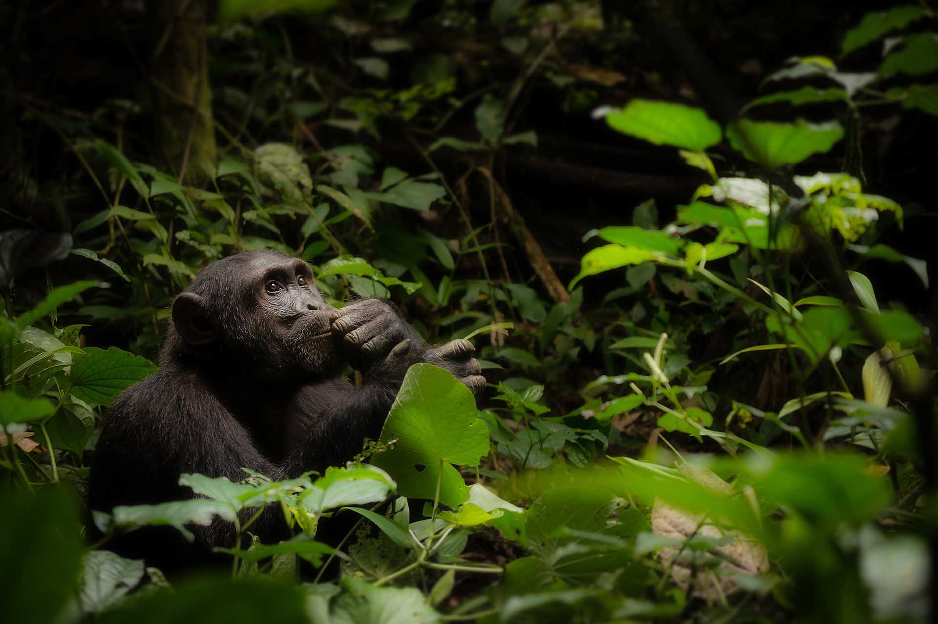 Der Kibale-Nationalpark