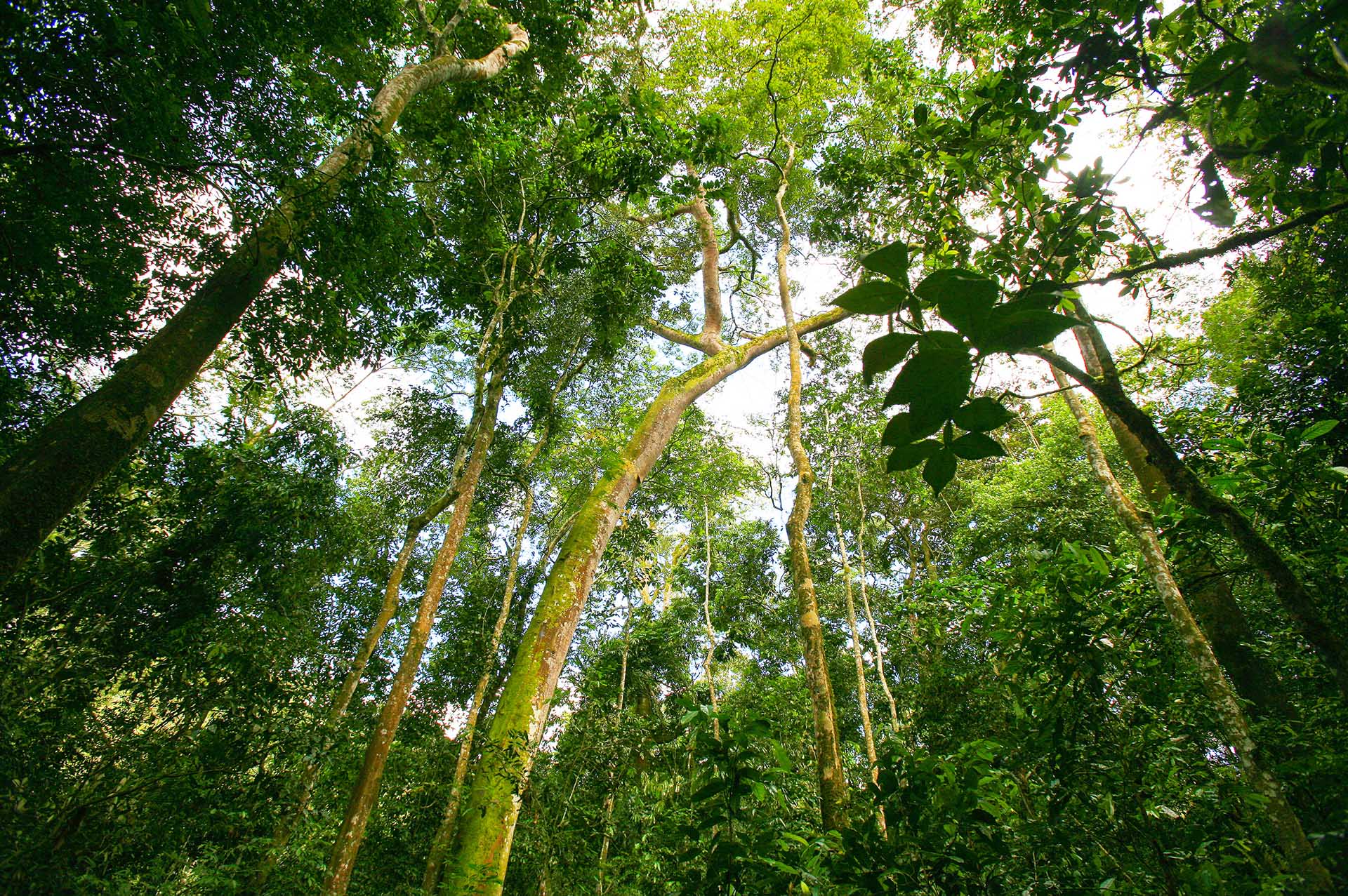 Der Kibale-Nationalpark