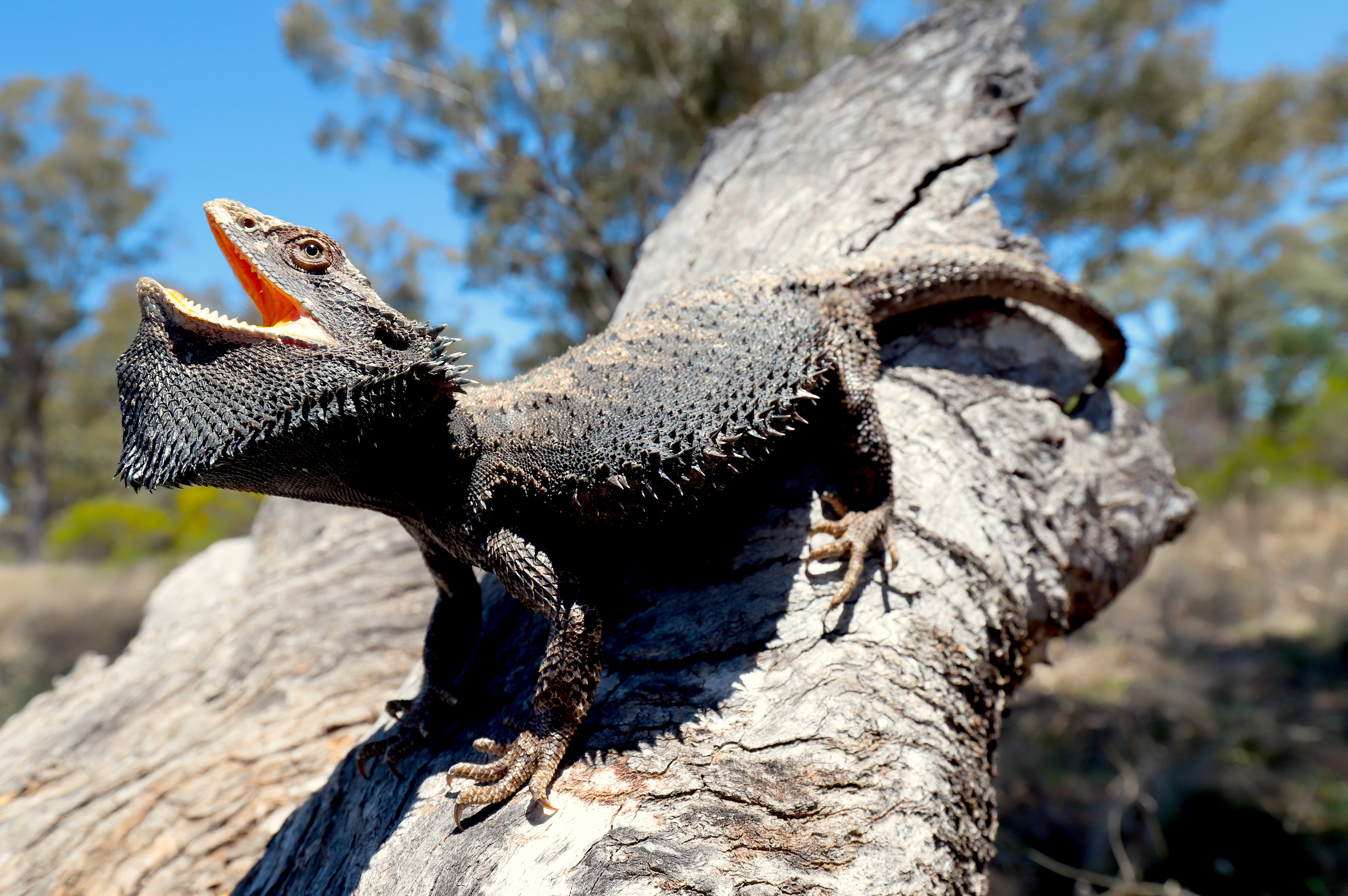 The Eastern Bearded Dragon (Pogona barbata)