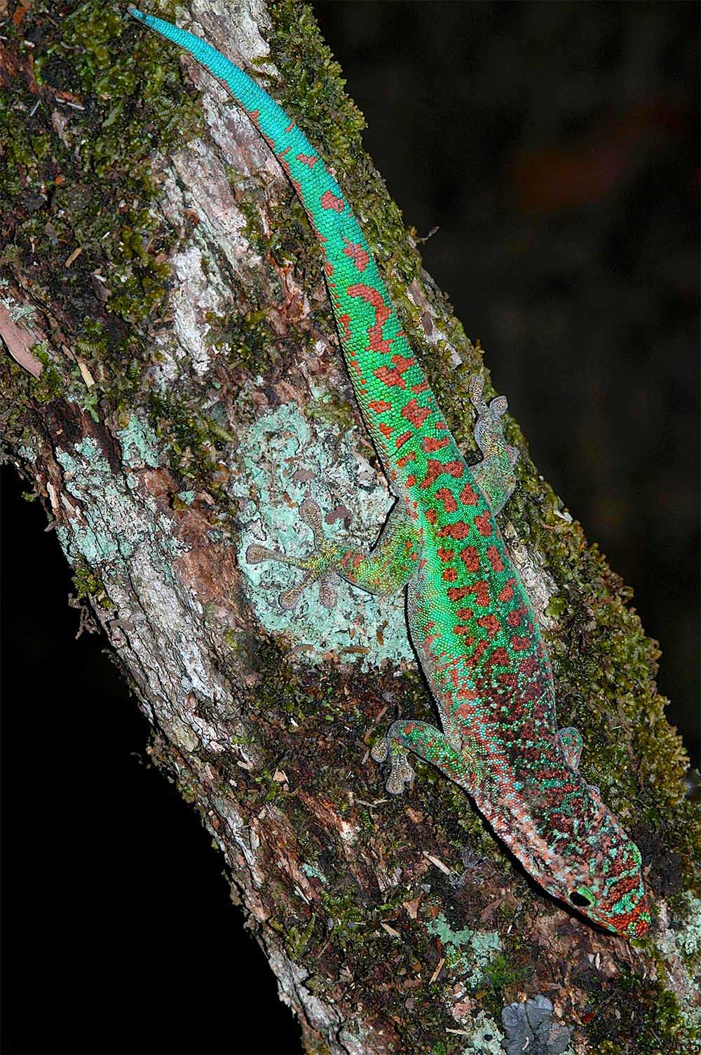 Phelsuma borbonica borbonica in Le Br&ucirc;l&eacute; im Norden von La R&eacute;union