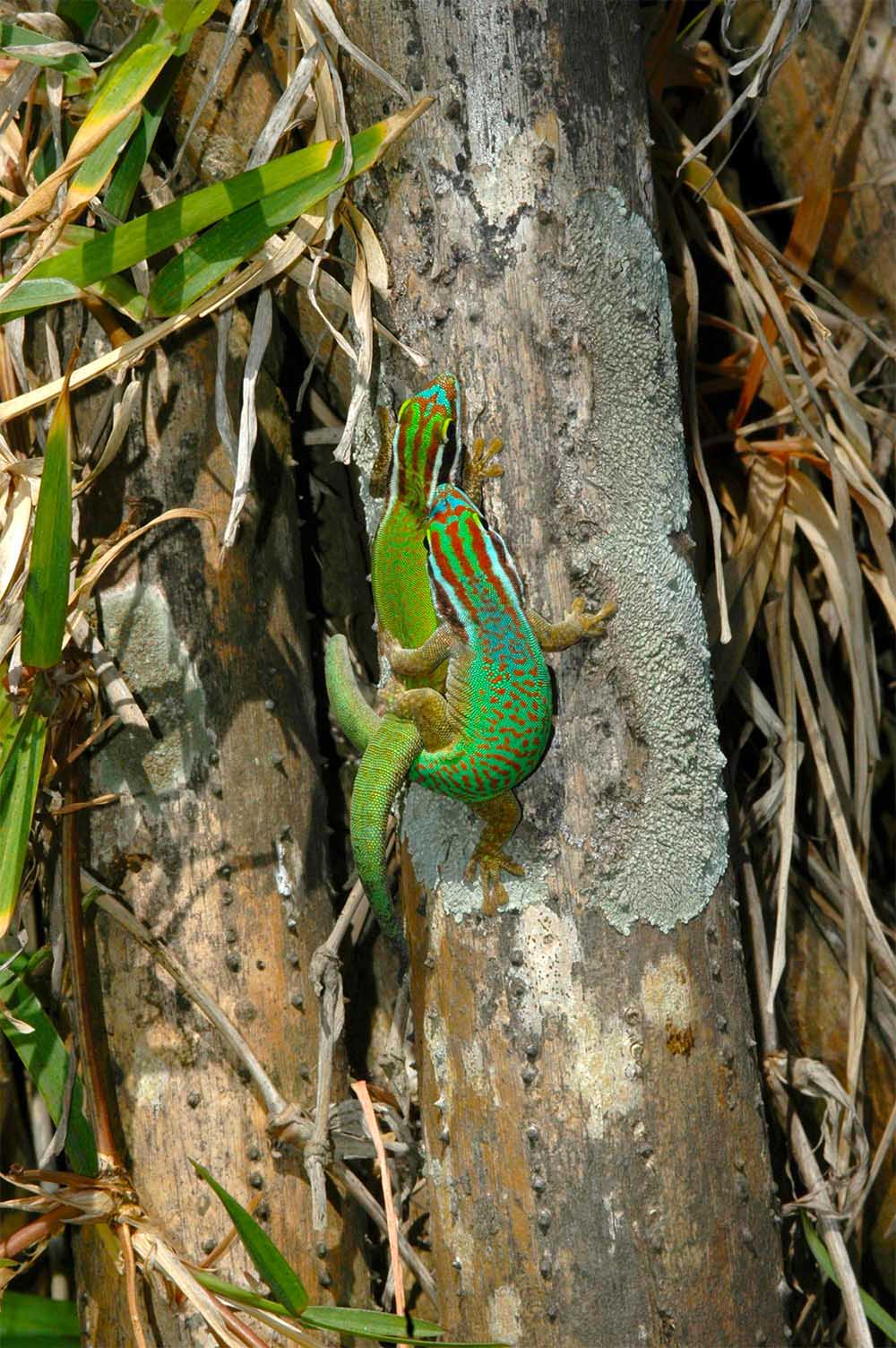 Ein sich paarendes Paar von Phelsuma inexpectata in der N&auml;he von Petite-&Icirc;le im S&uuml;den von La R&eacute;union
