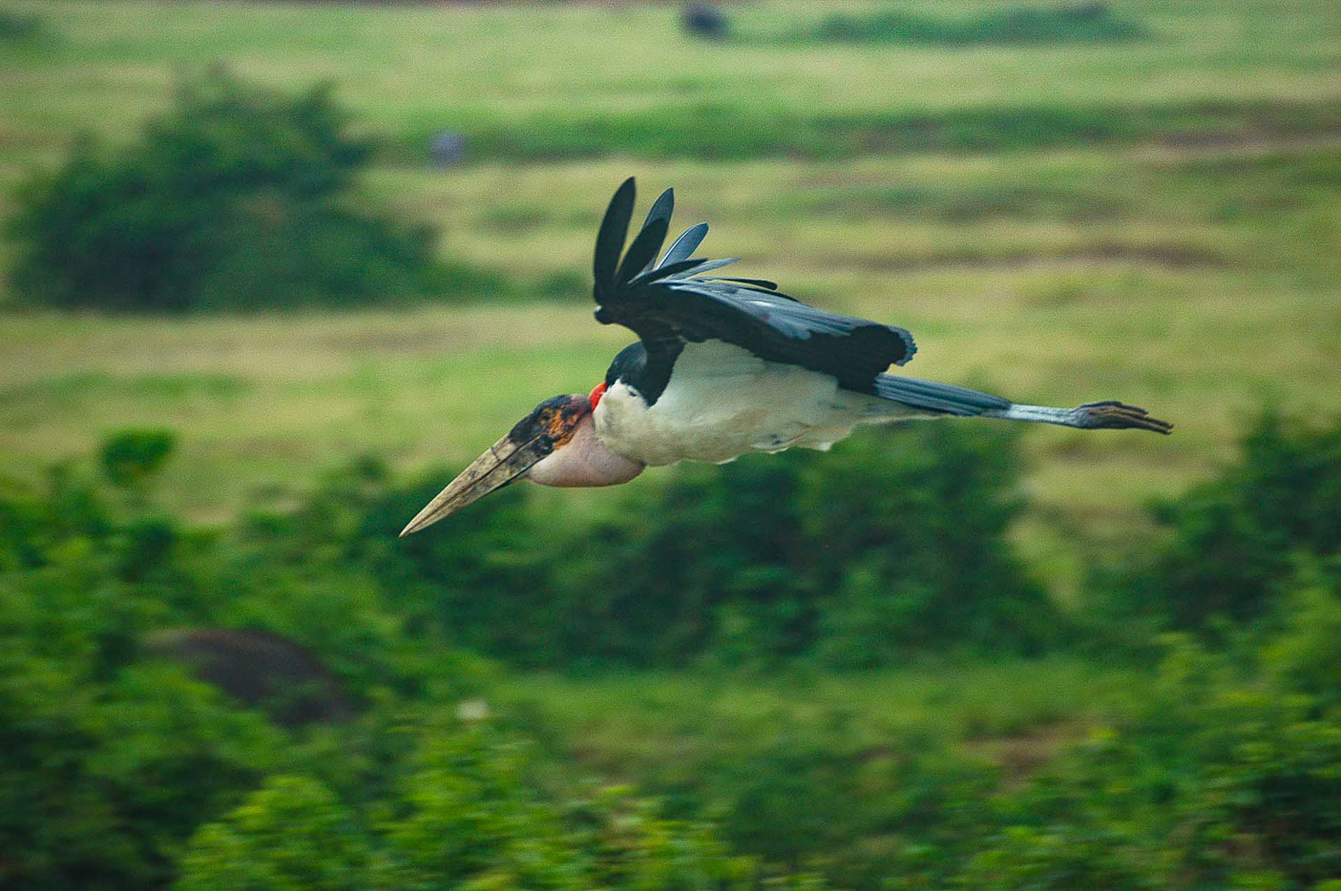 Unsere Reise durch den Queen-Elizabeth-Nationalpark