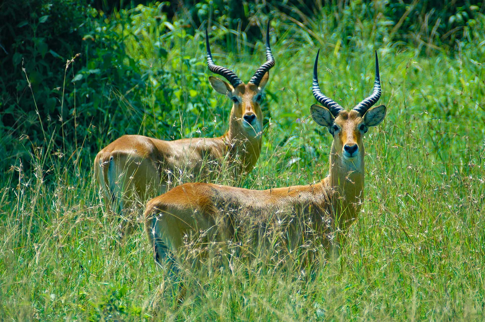 Unsere Reise durch den Queen-Elizabeth-Nationalpark