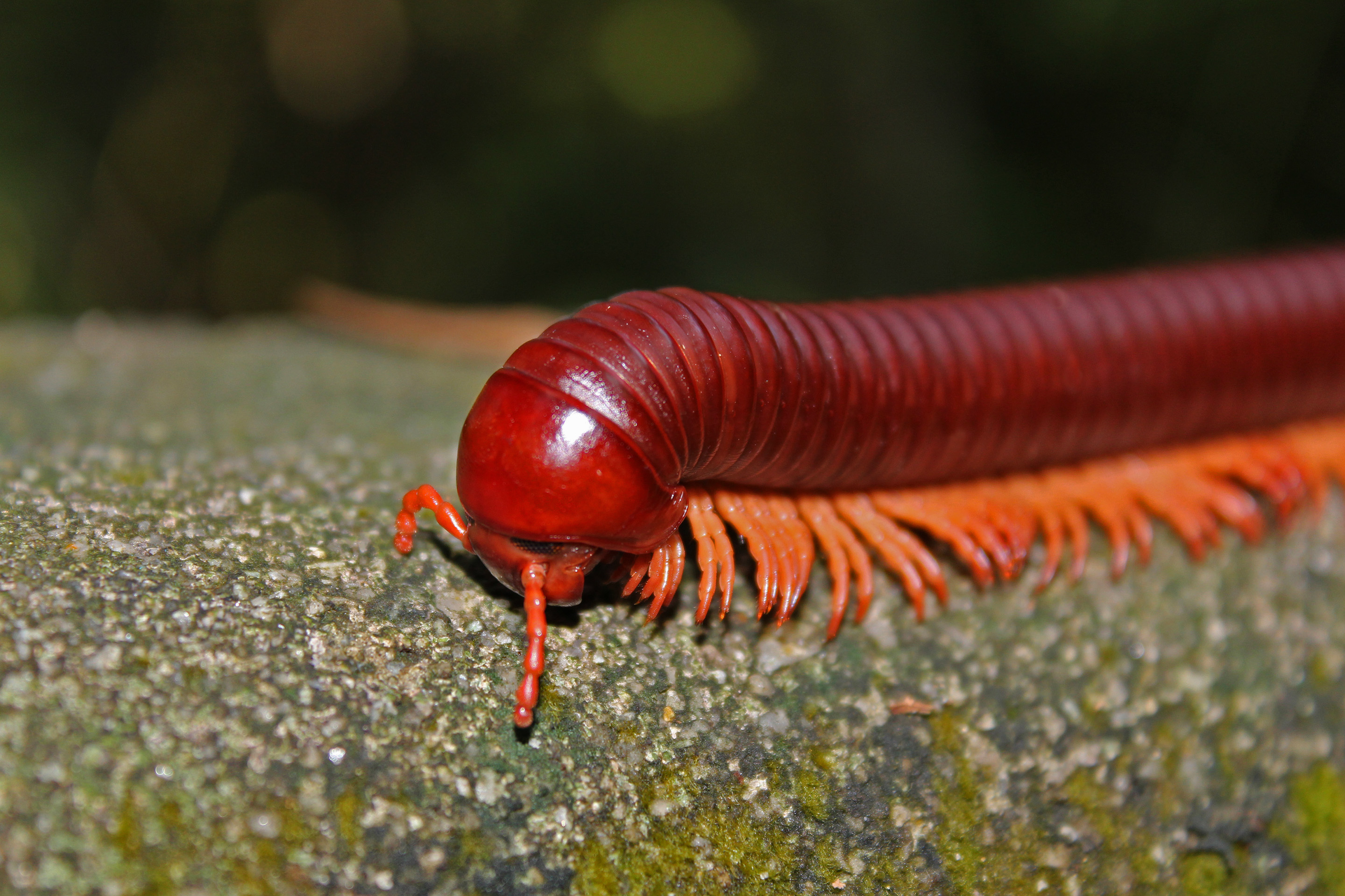 Scarlet Millepede (Trigoniulus corallinus)