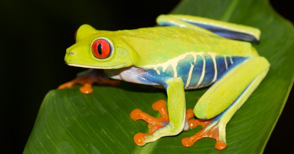 Agalychnis callidryas