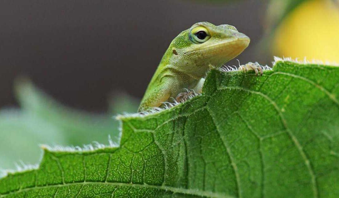 Anolis carolinensis