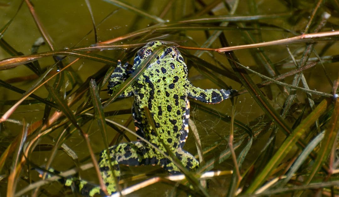 Bombina orientalis