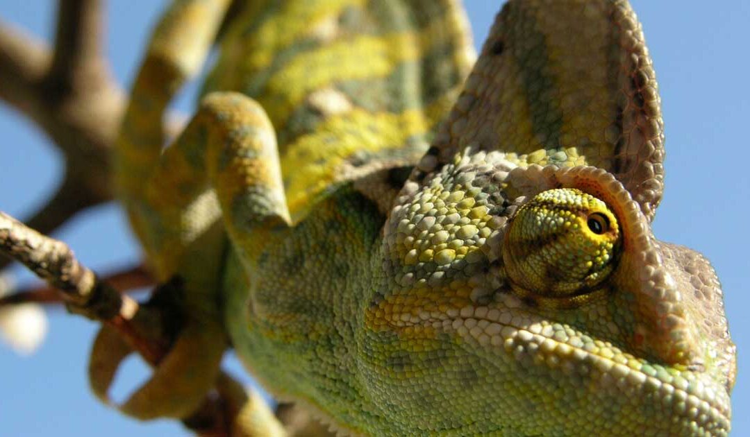 Chamaeleo calyptratus