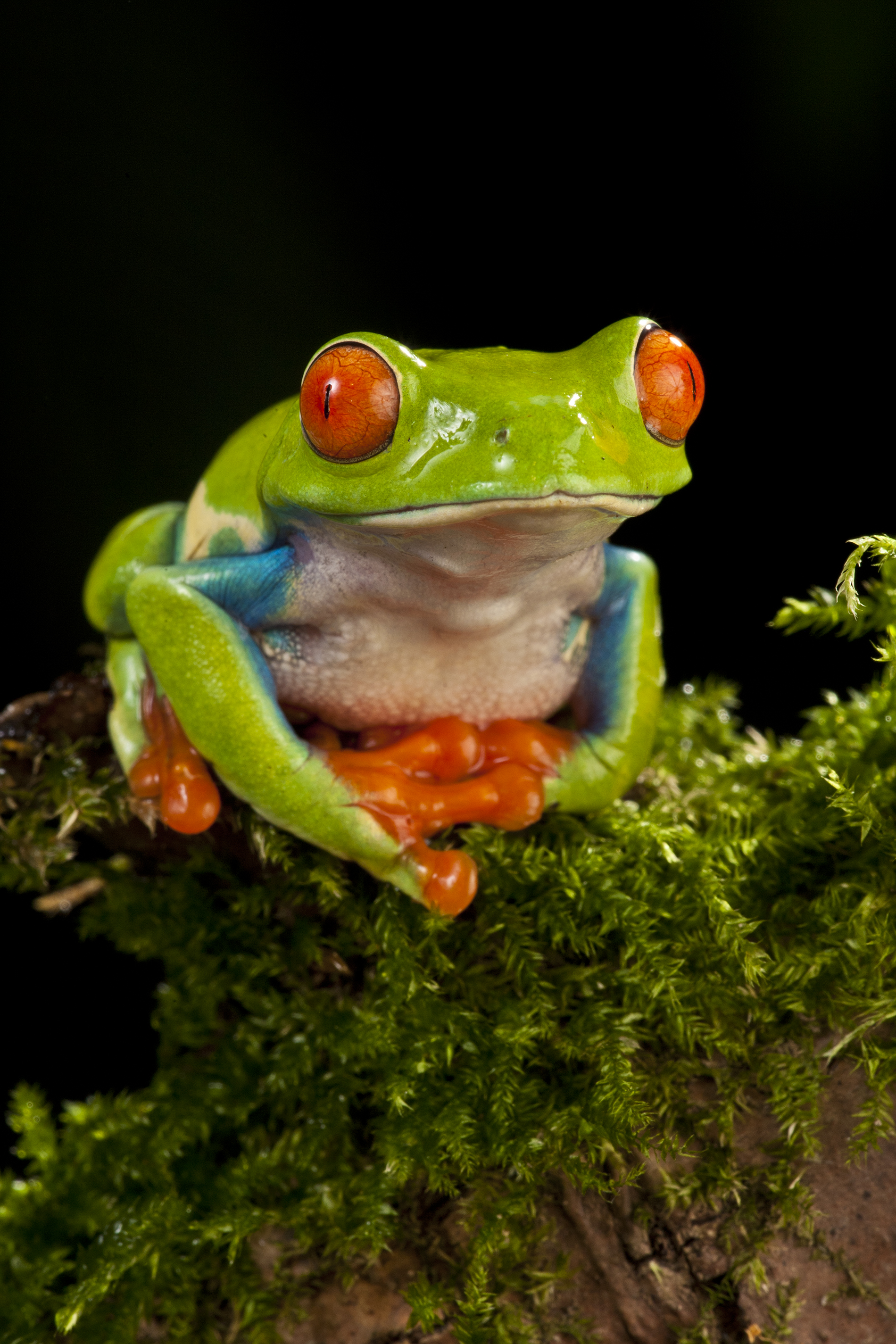 Agalychnis callidryas