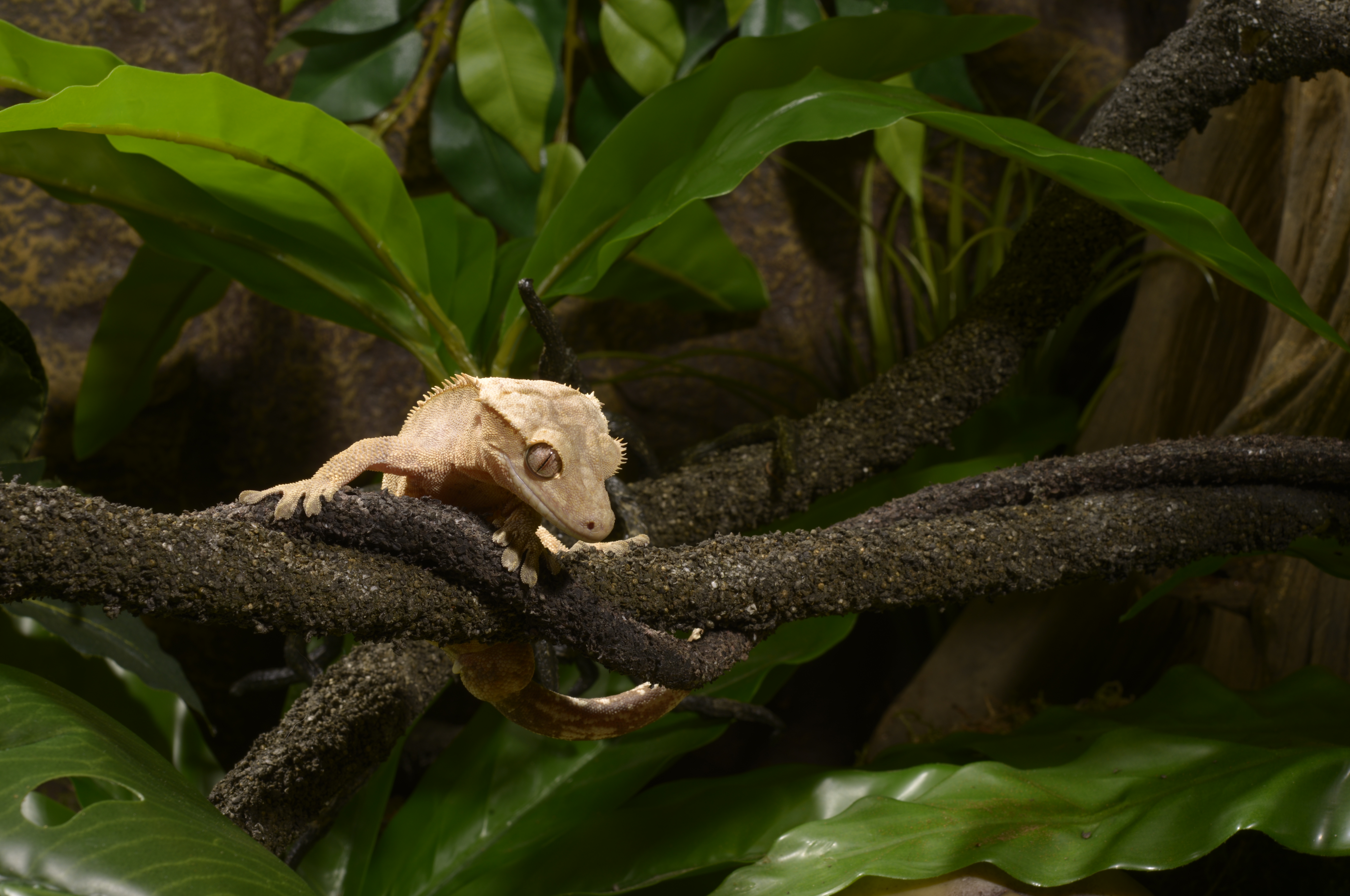 Dendrobates auratus