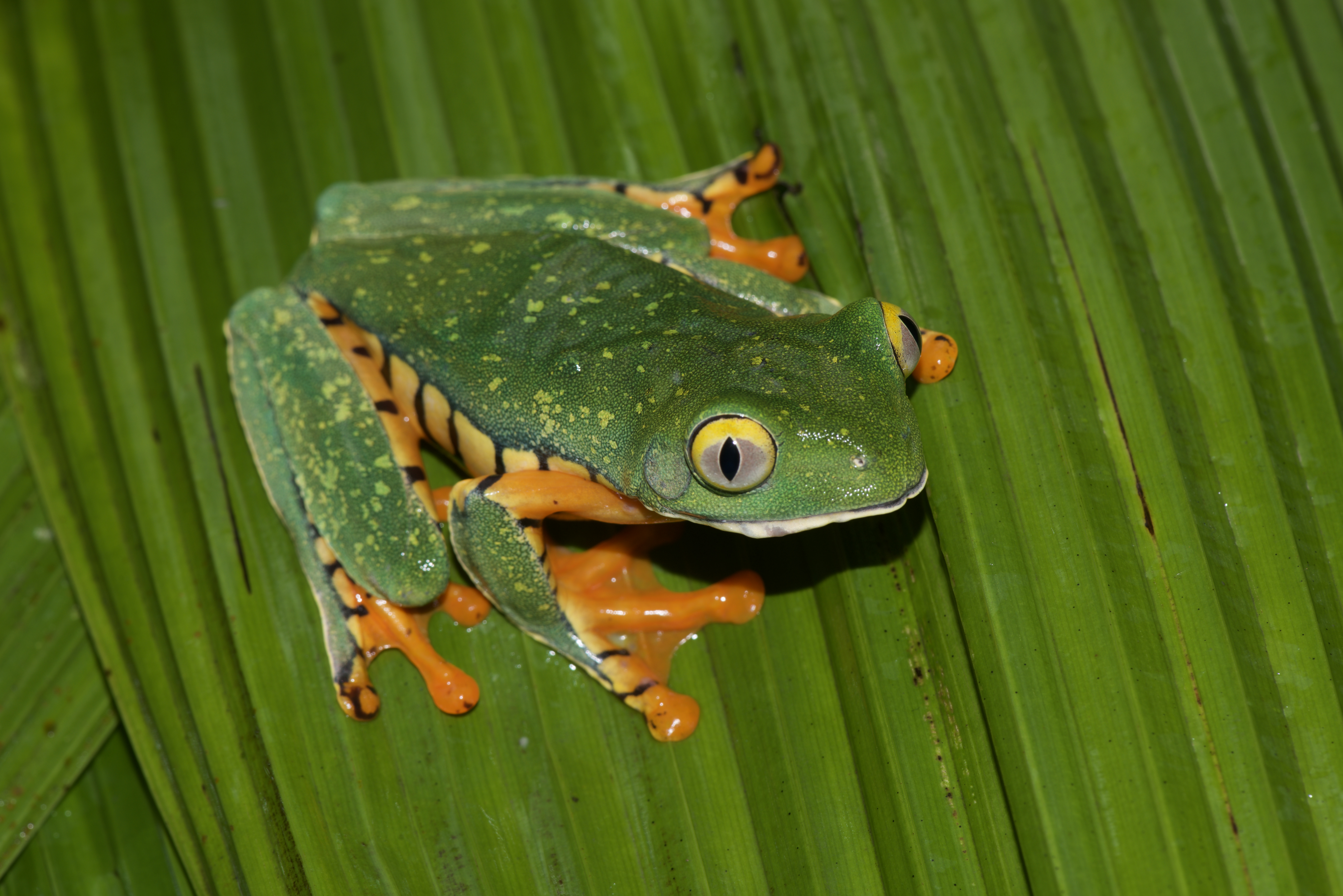 Dendrobates auratus