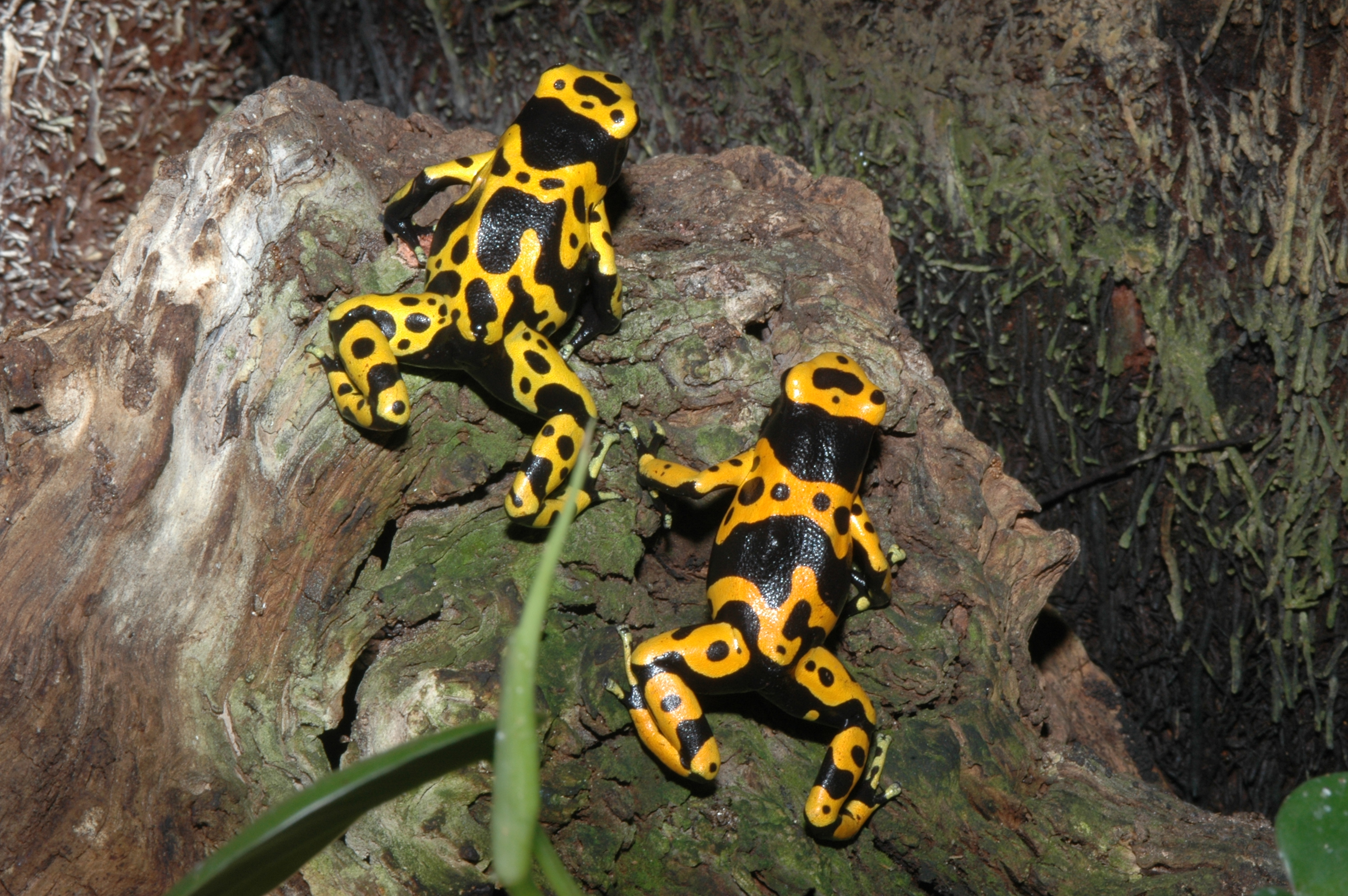 Dendrobates leucomelas