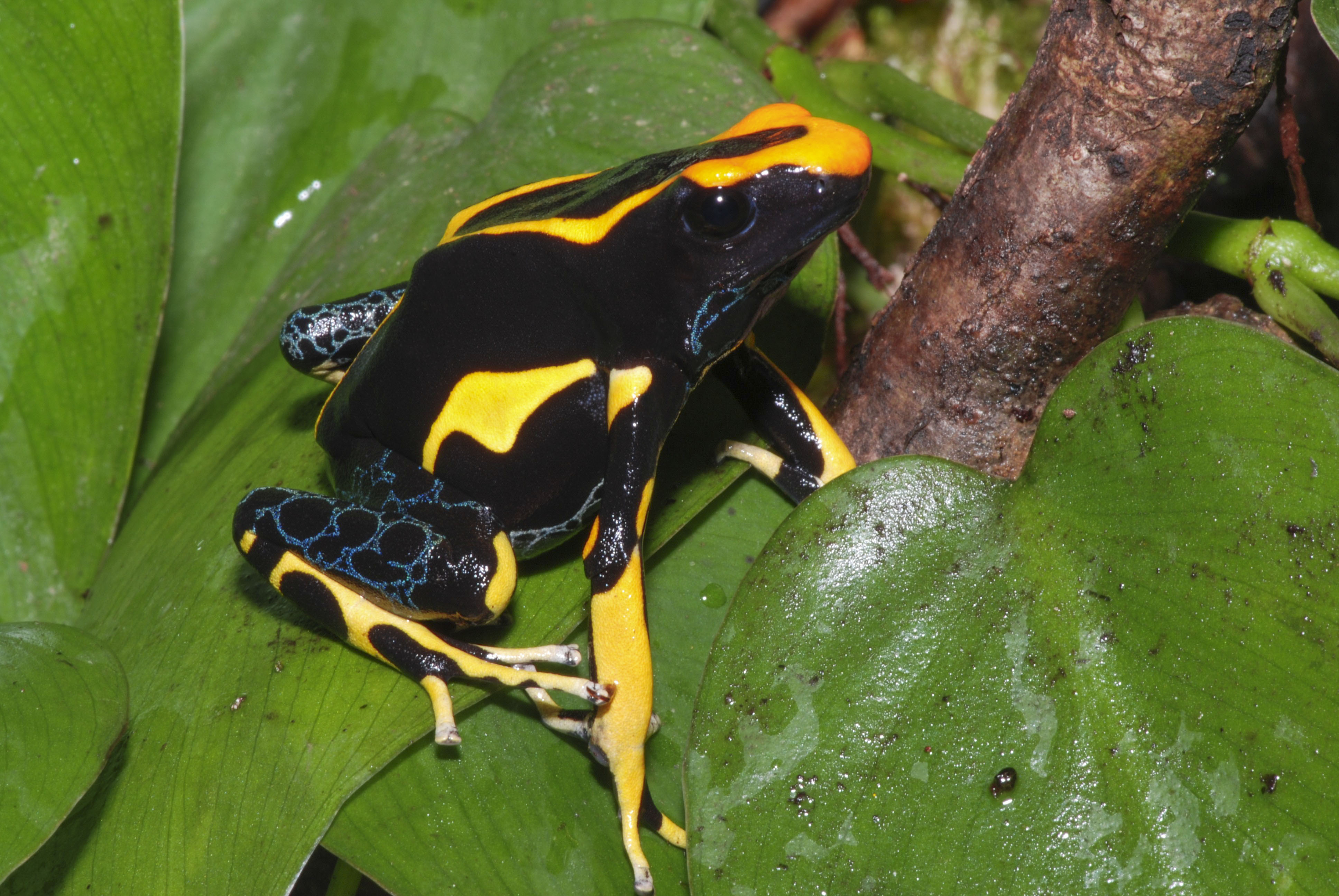 Dendrobates auratus