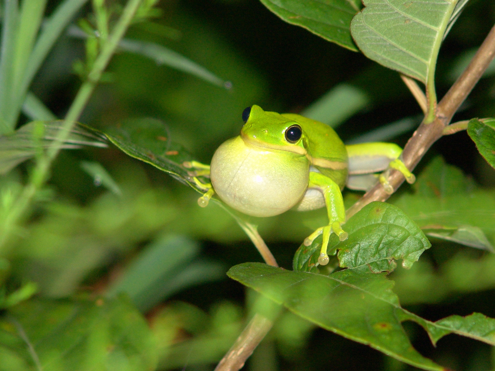 Hyla cinerea (Dryophytes cinereus)