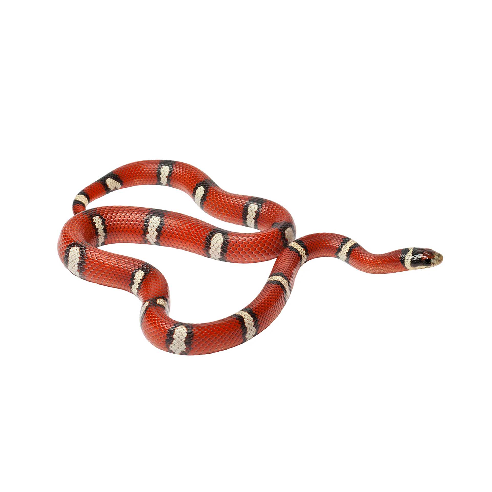 Lampropeltis triangulum