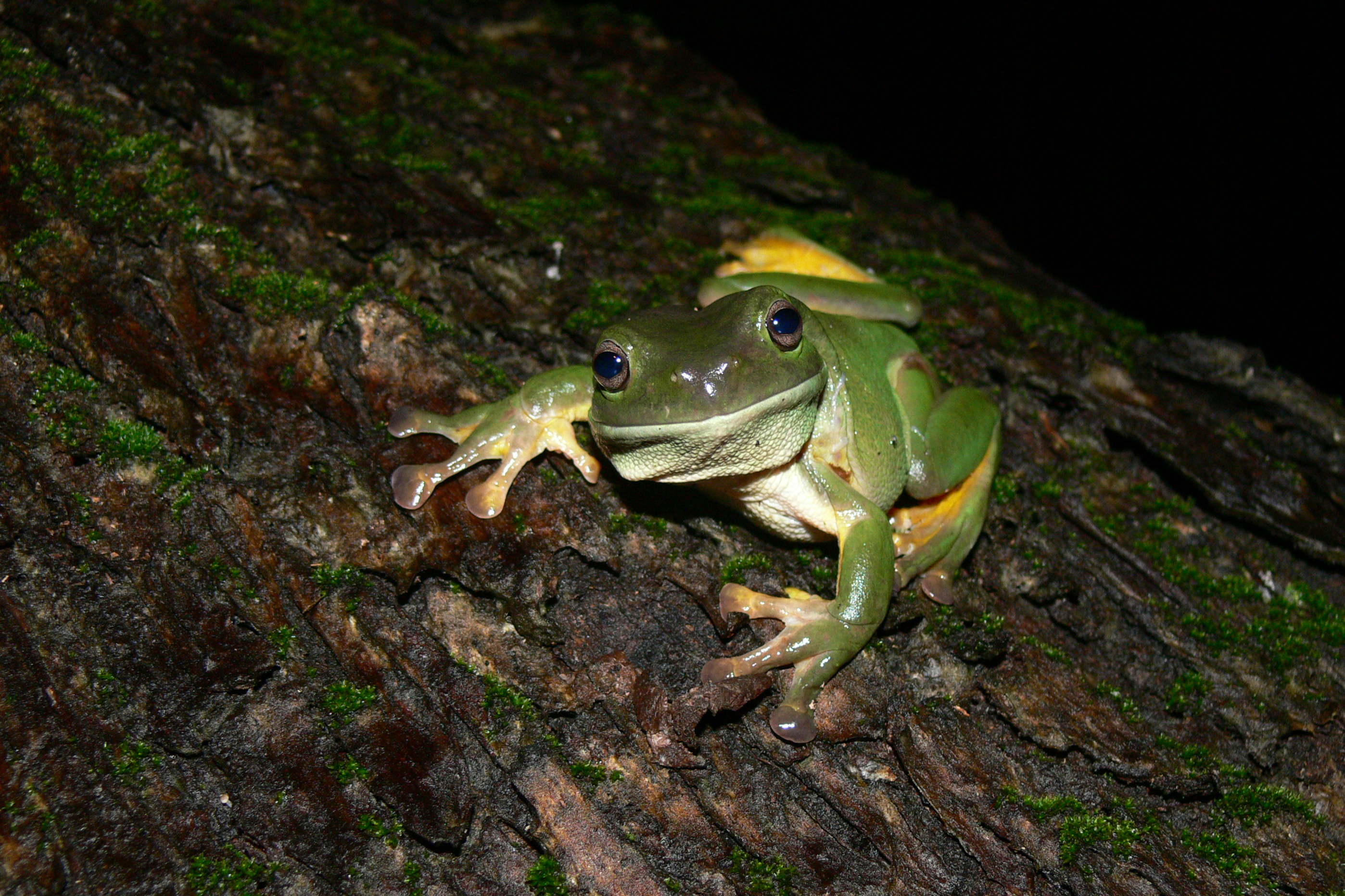 Ranoidea caerulea (Litoria caerulea)