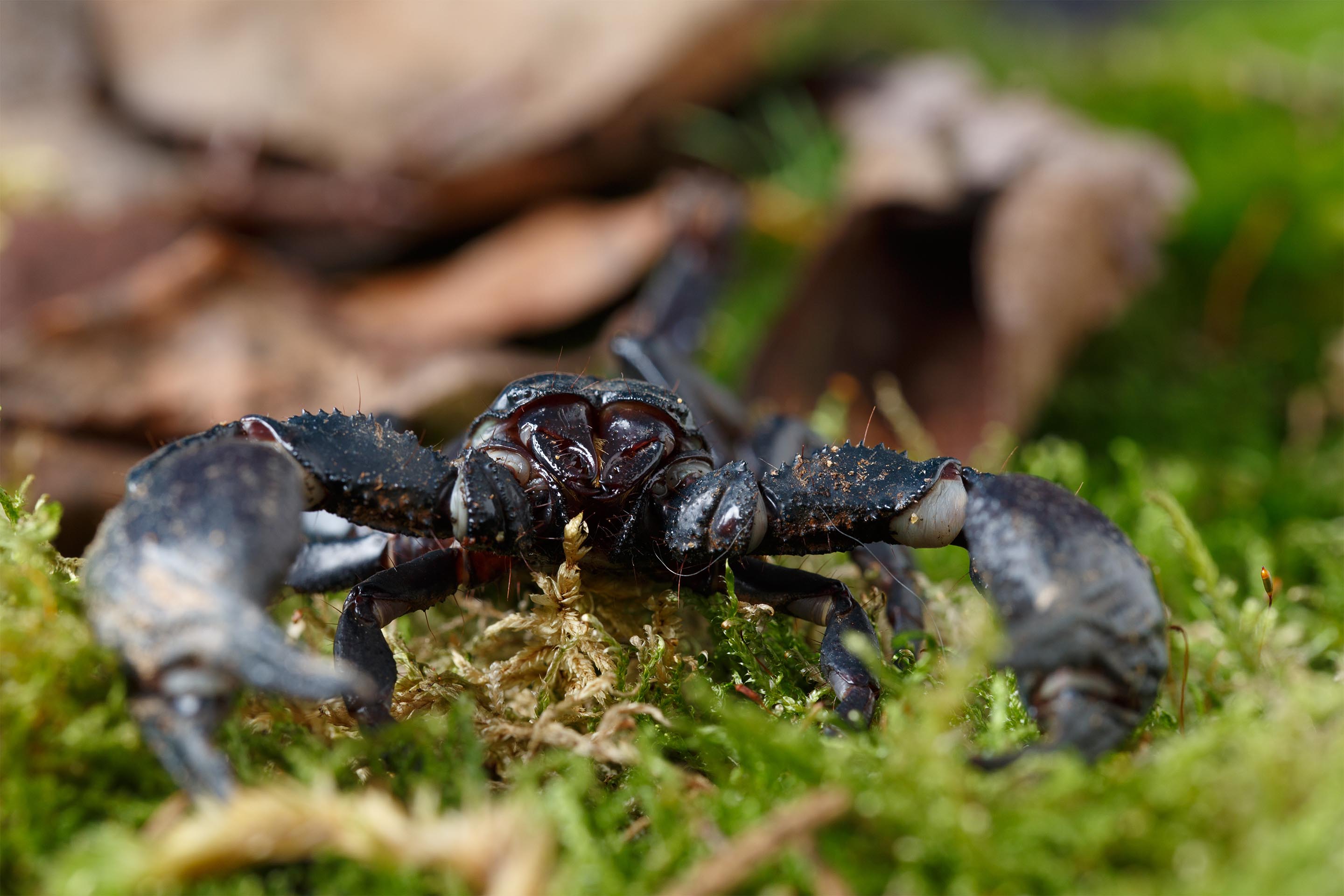 Pandinus imperator