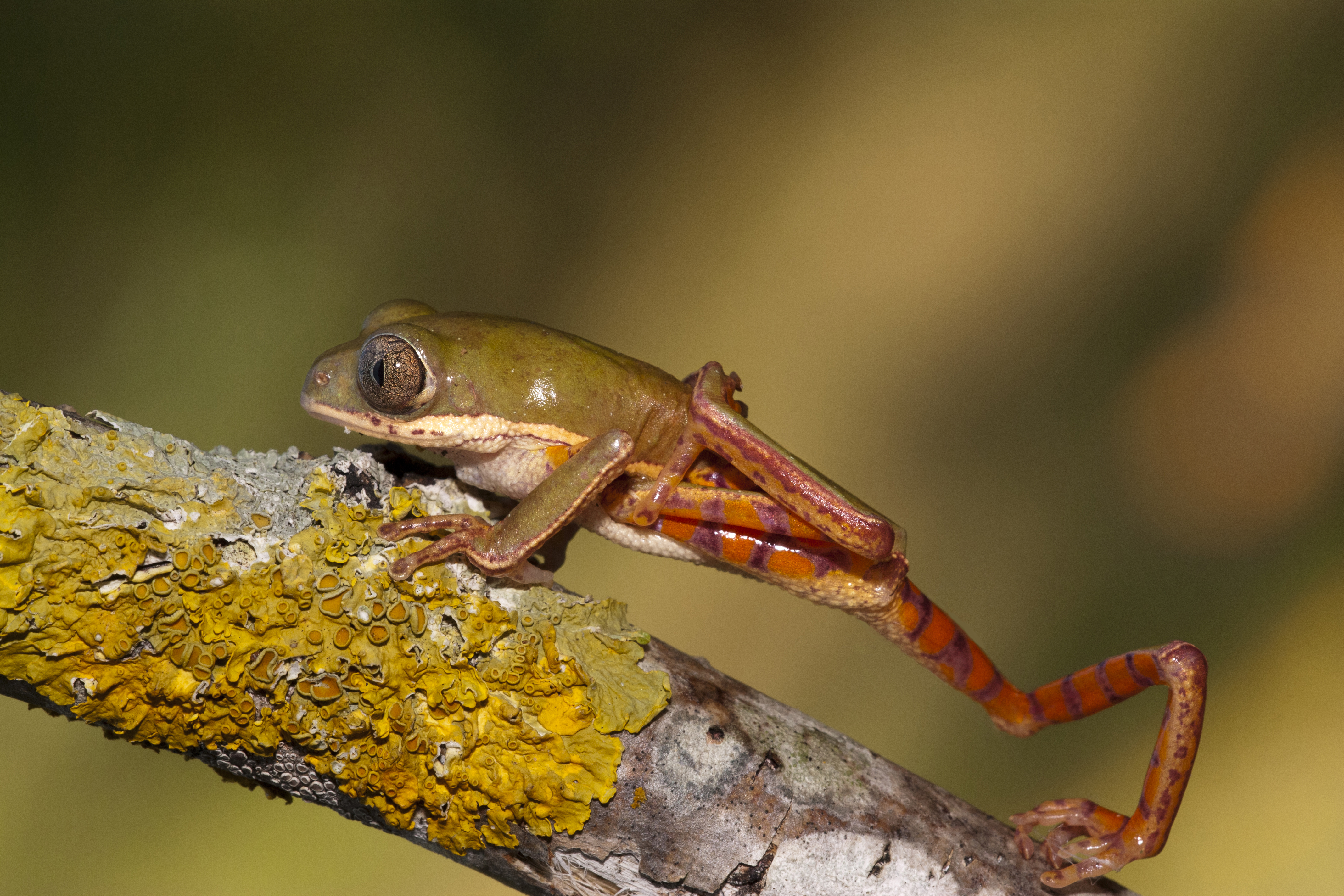 Phyllomedusa hypochondrialis (Pithecopus hypochondrialis)