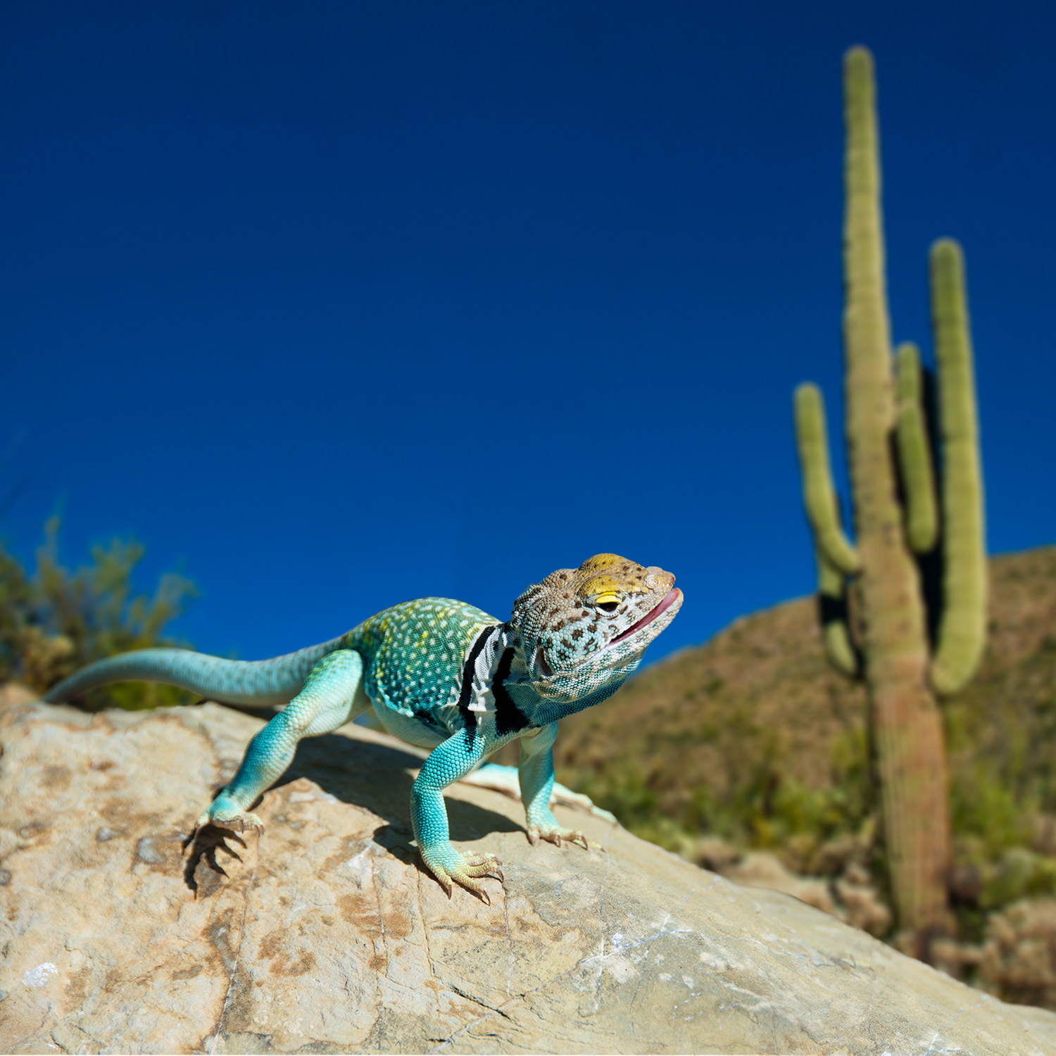 Chuckwalla (Sauromalus ater)