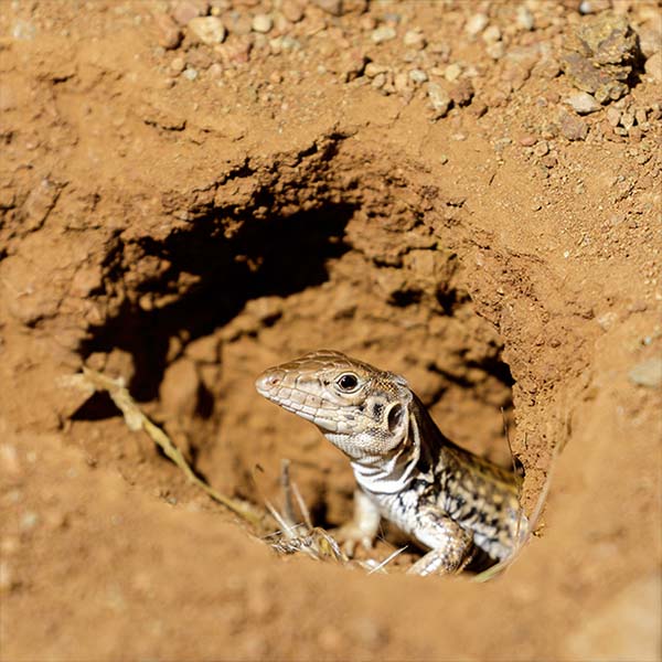 Chuckwalla (Sauromalus ater)