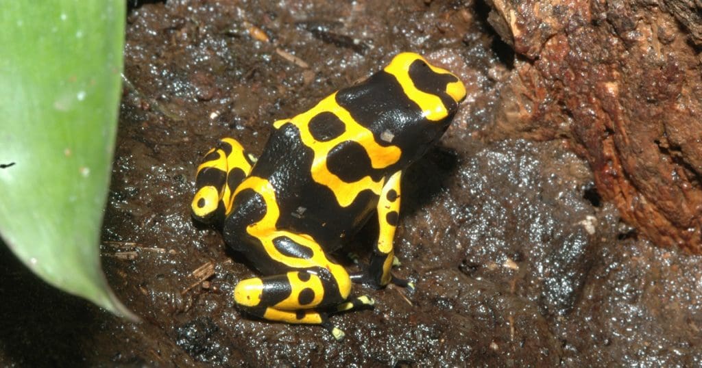 Dendrobates leucomelas