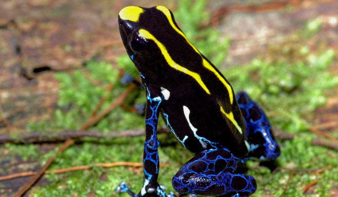 Dendrobates tinctorius