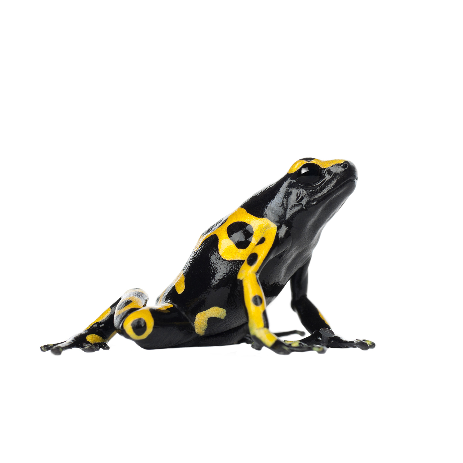 Dendrobates leucomelas