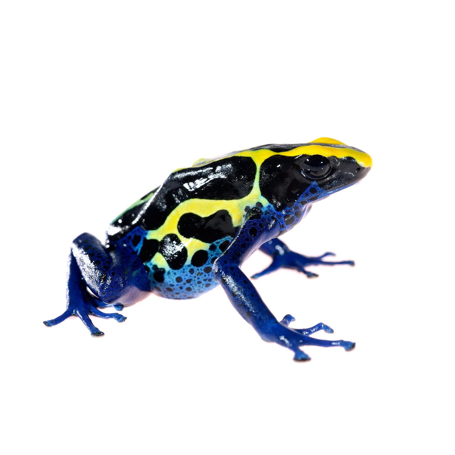 Dendrobates tinctorius