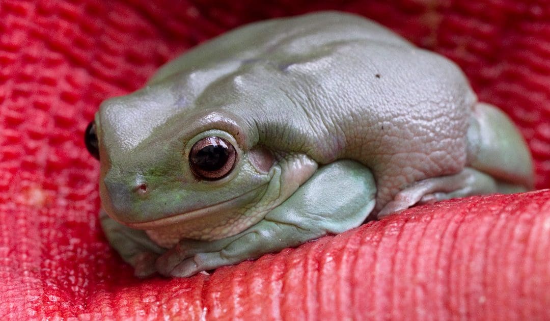 Ranoidea caerulea (Litoria caerulea)