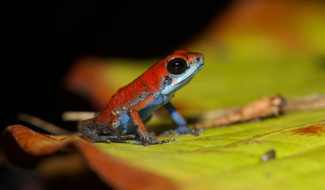 Oophaga pumilio