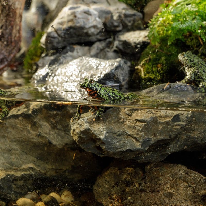 Natural Terrarium Large X-Tall