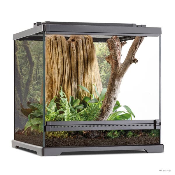 Dart Frog Terrarium