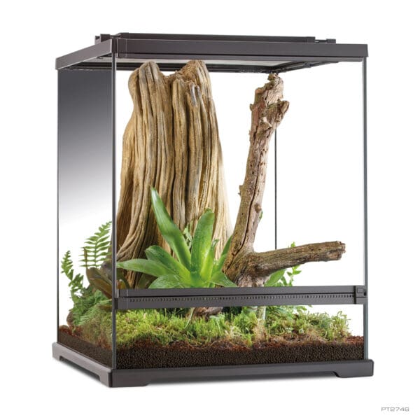 Tree Frog Terrarium