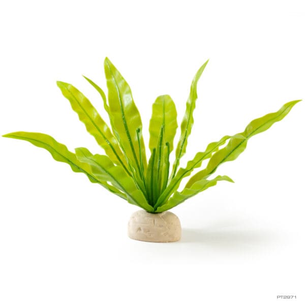 Bird's Nest Fern