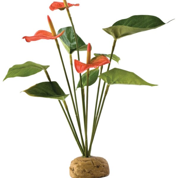 Anthurium Bush