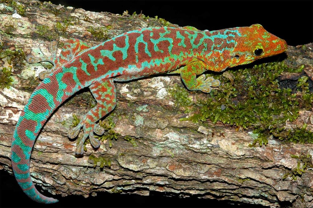Redescubriendo El Phelsuma Borbonica
