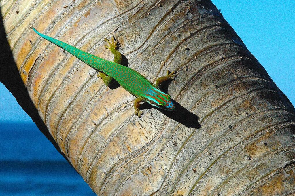 El Mundo &Uacute;nico Del Phelsuma inexpectata