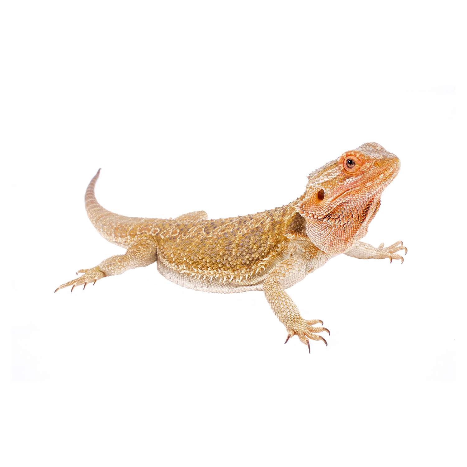 Pogona vitticeps