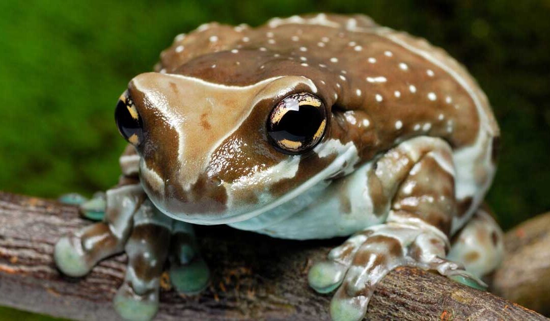 Trachycephalus resinifictrix