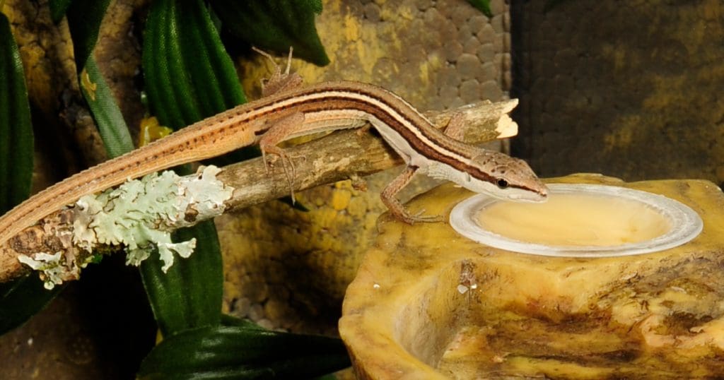 Takynodromo sexlineatus eating from a Exo Terra Canopy Combo Dish