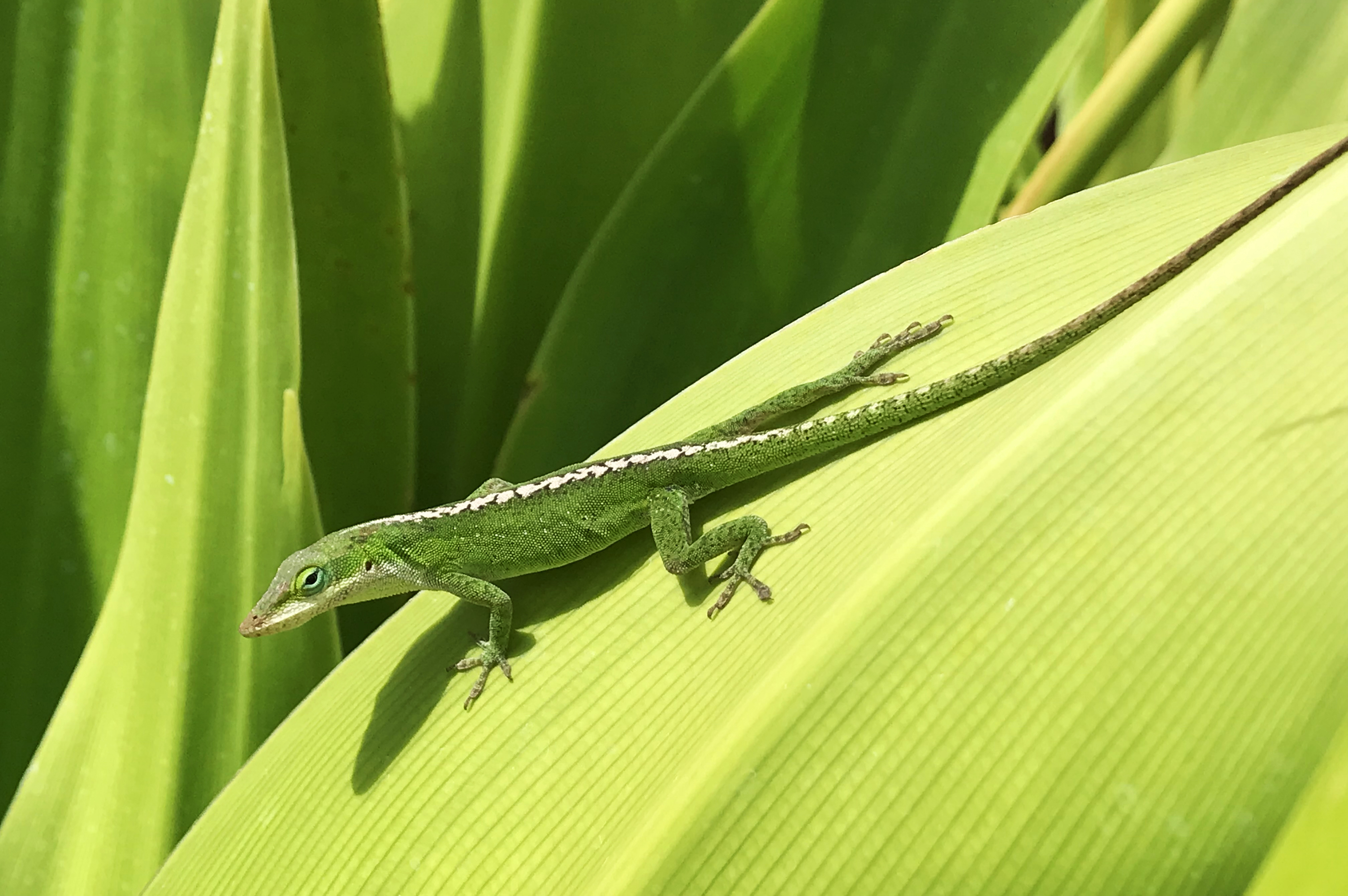 Anole basking, Kauai, Hawaii