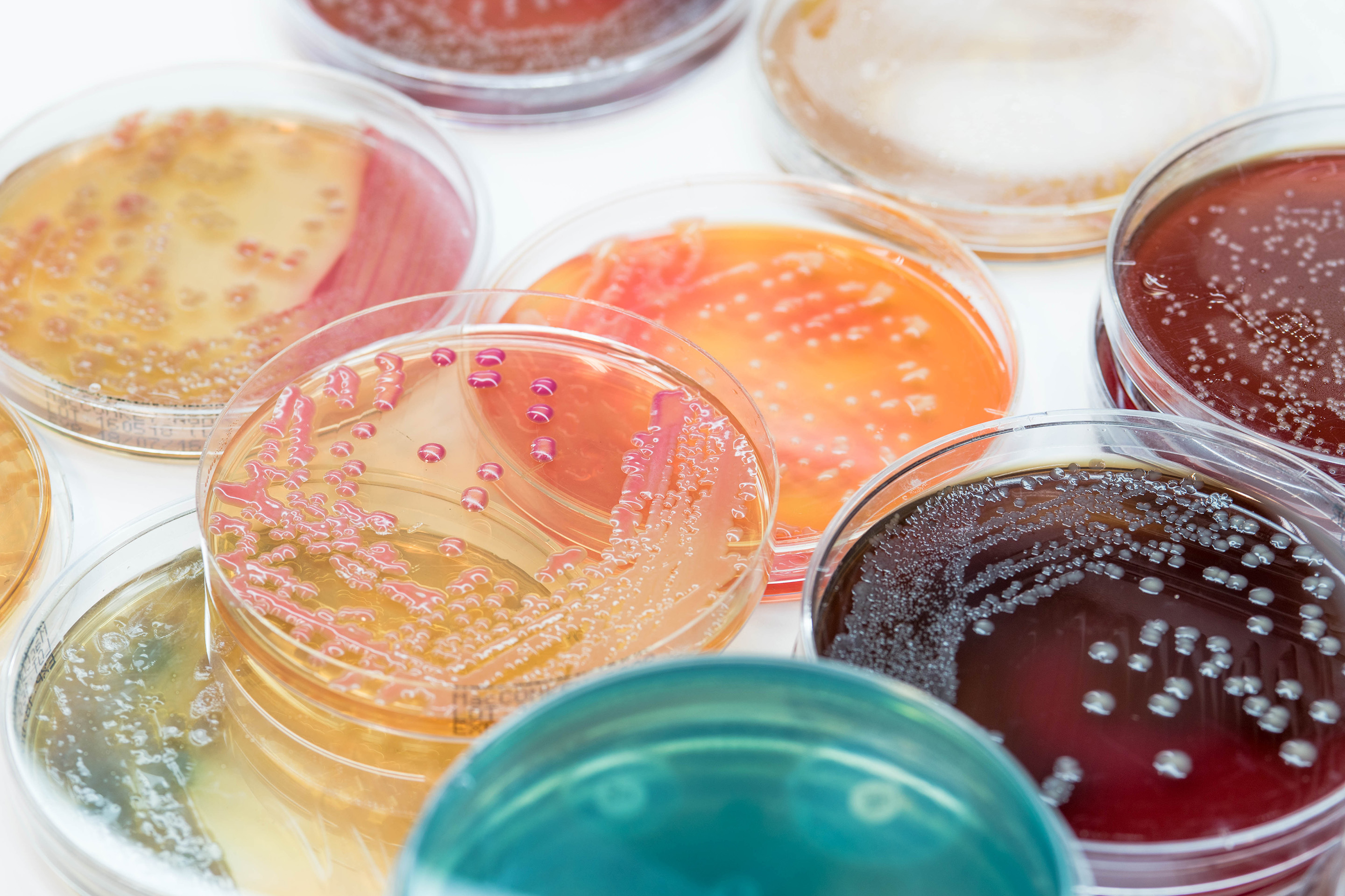 Bacteria cultures