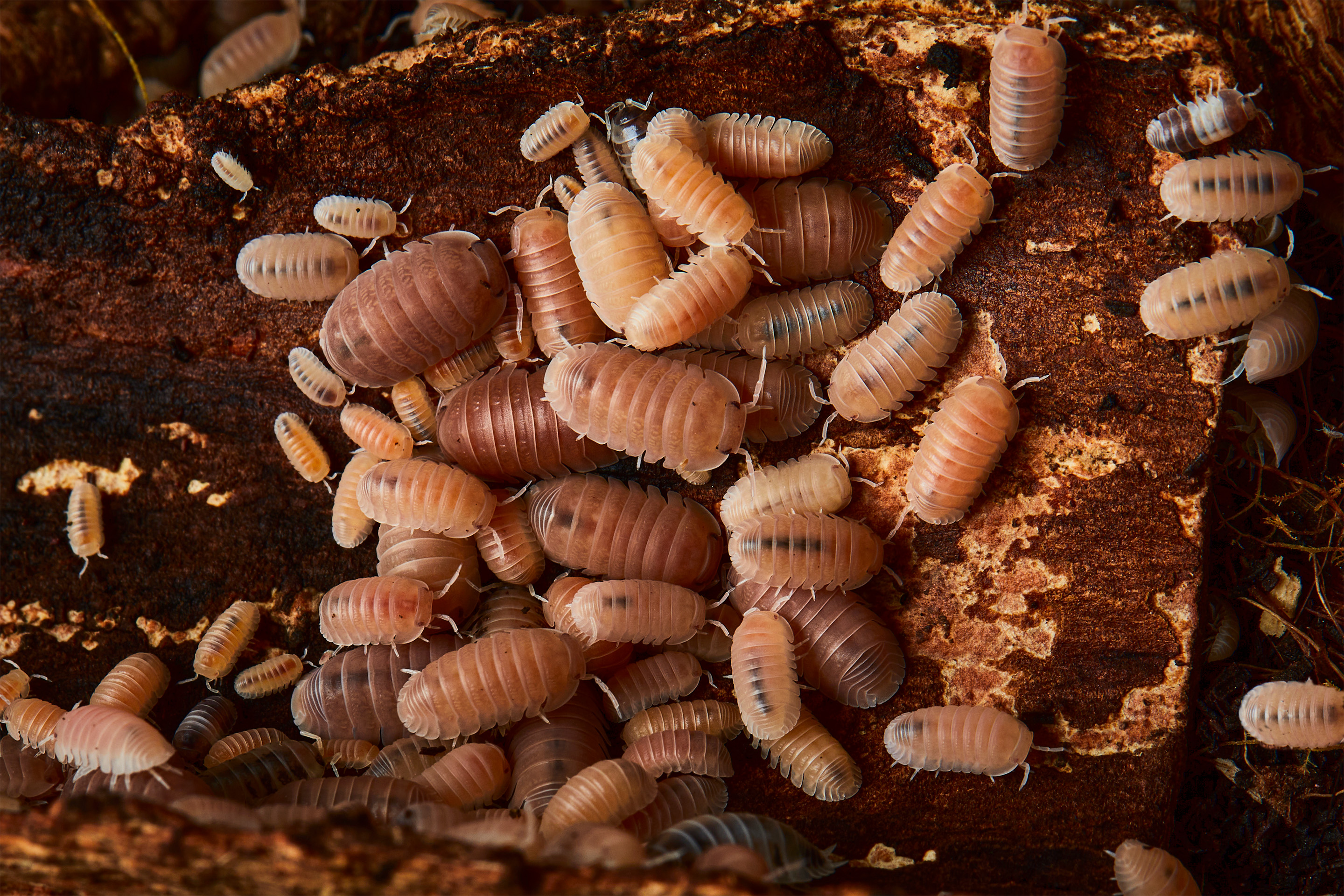 Powder Orange Isopods (Cubaris murina "Papaya")