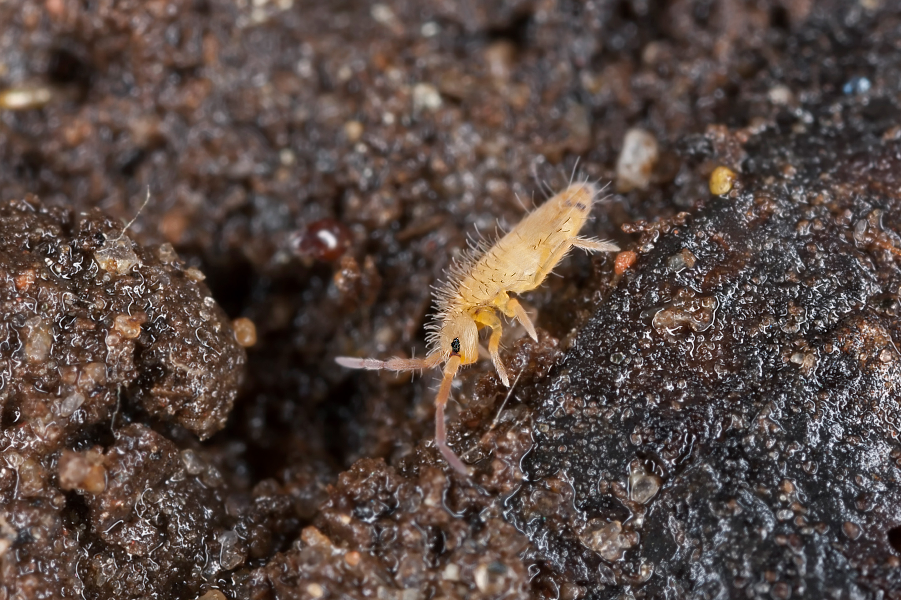 Springtail (Collembola sp.)