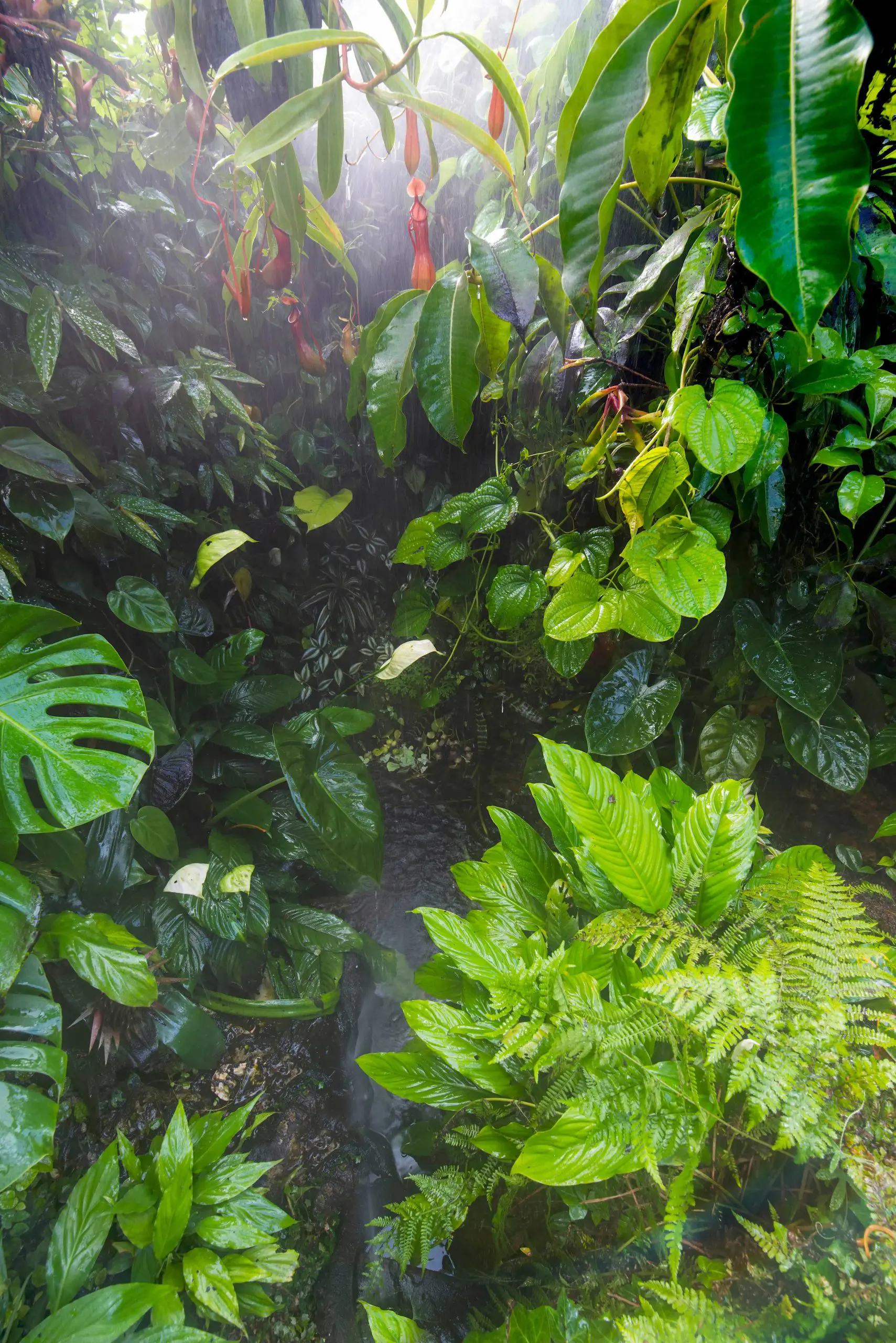 Paludarium: Combine the best of two worlds!