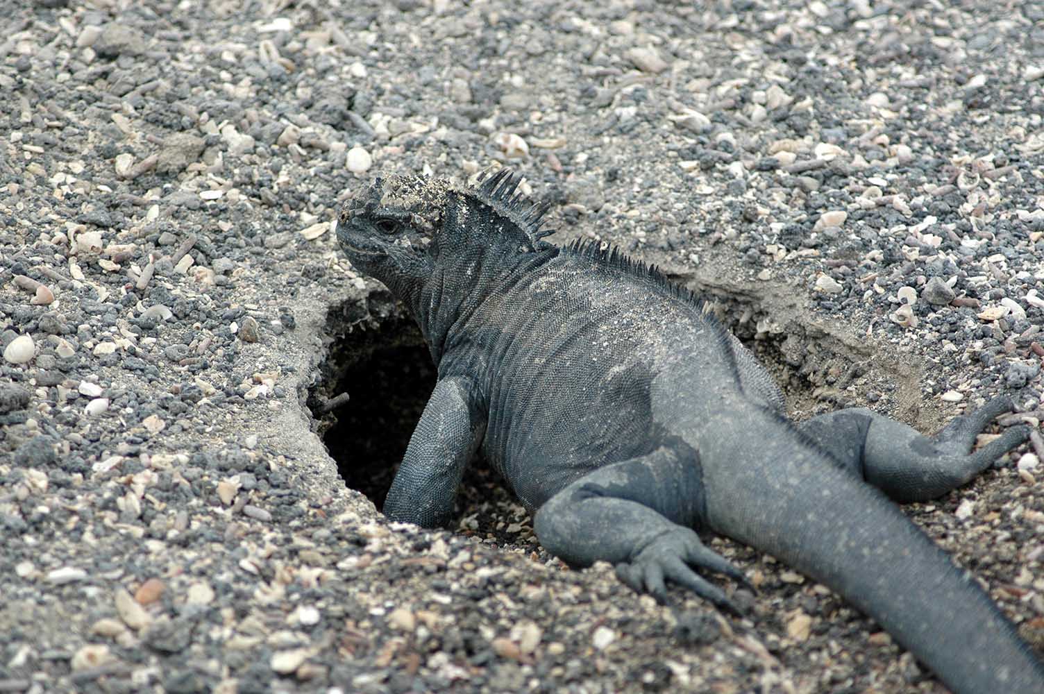 Iguane marin femelle, Amblyrhynchus cristatus, creusant un nid. &Icirc;le Fernandina, &Icirc;les Gal&aacute;pagos, &Eacute;quateur.