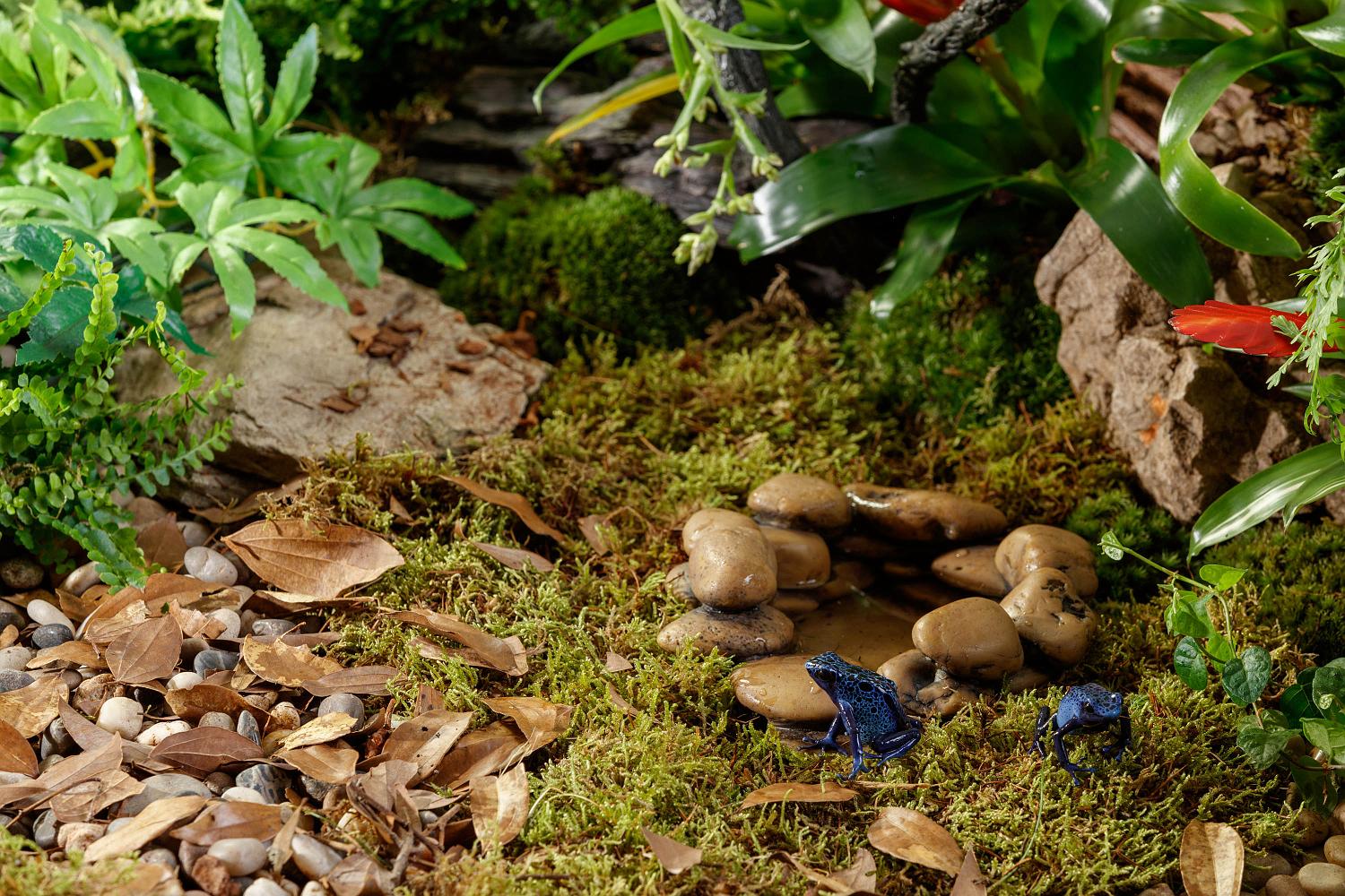 Comment installer un terrarium bioactif